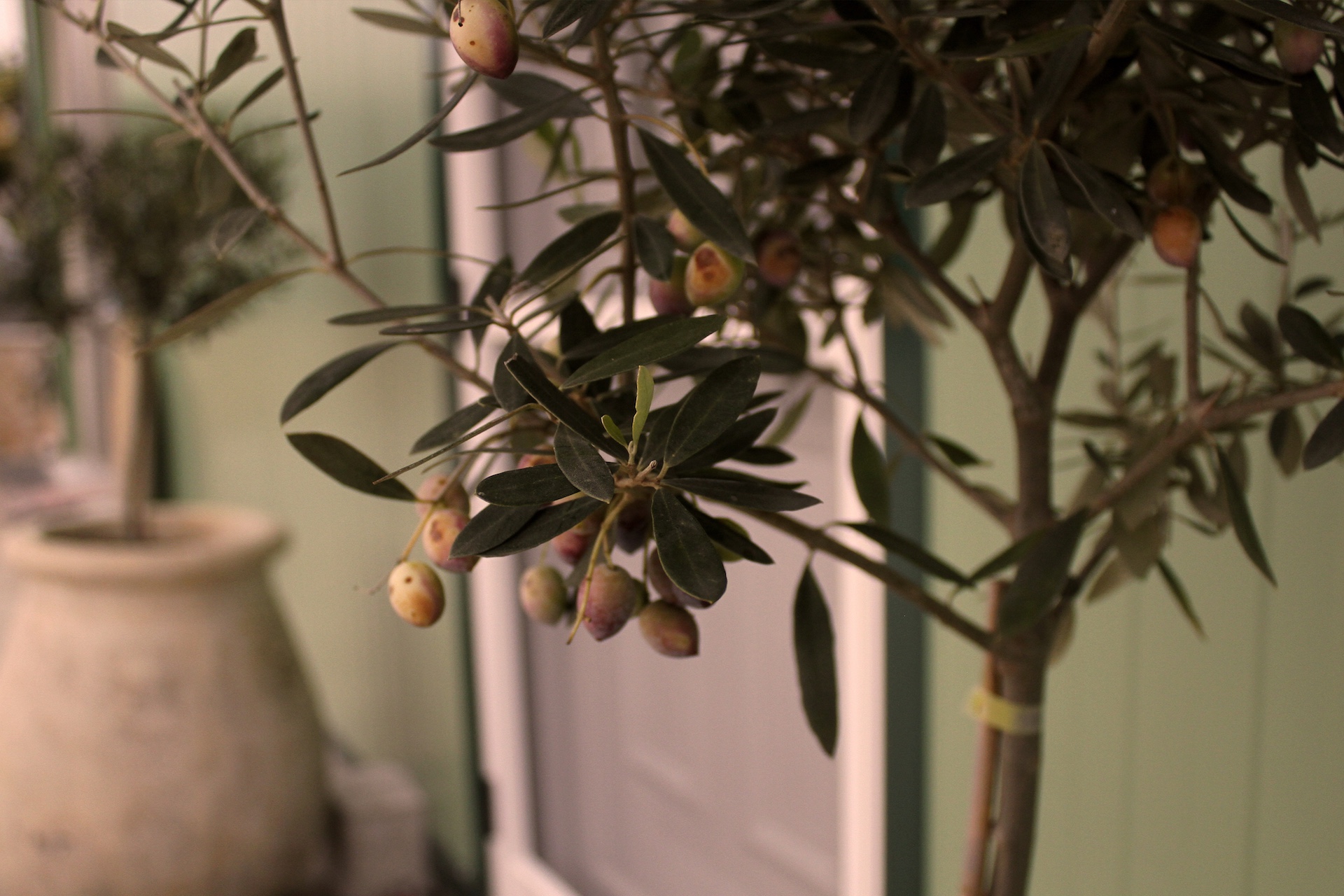 Ελ Olive Oil